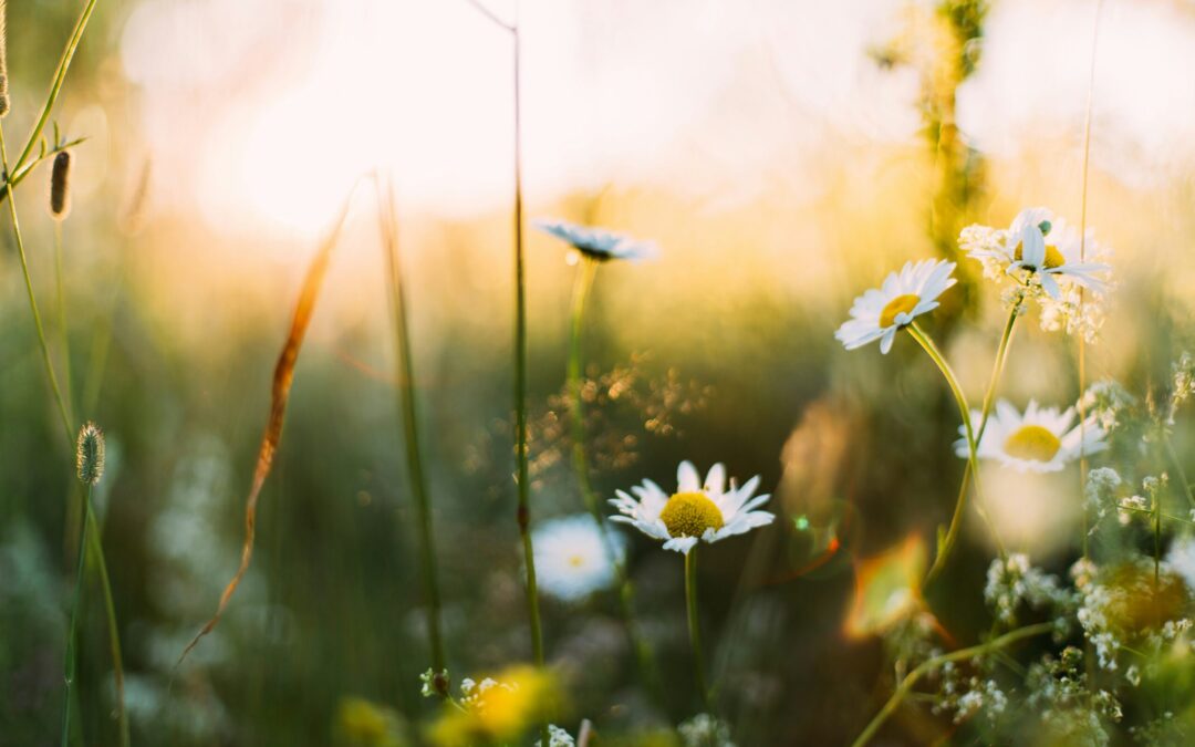 The Spirit of Spring