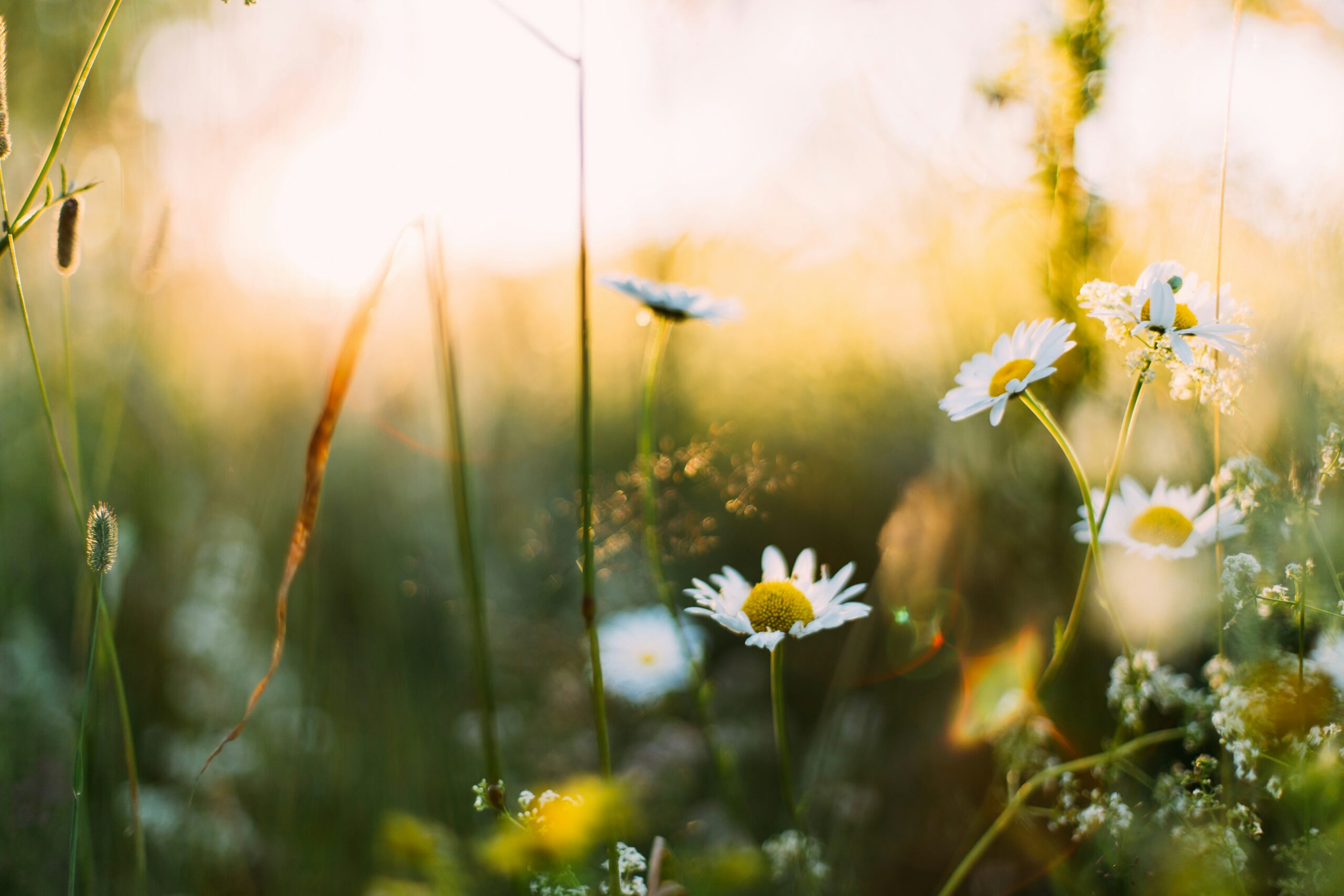 The Spirit of Spring