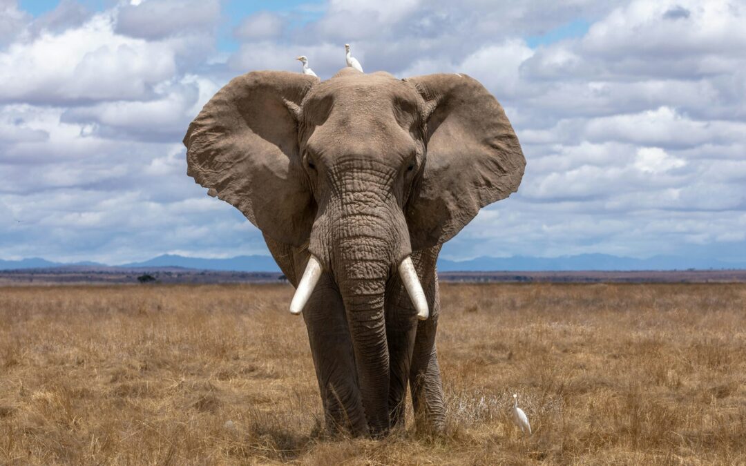 The elephant and invisible chains