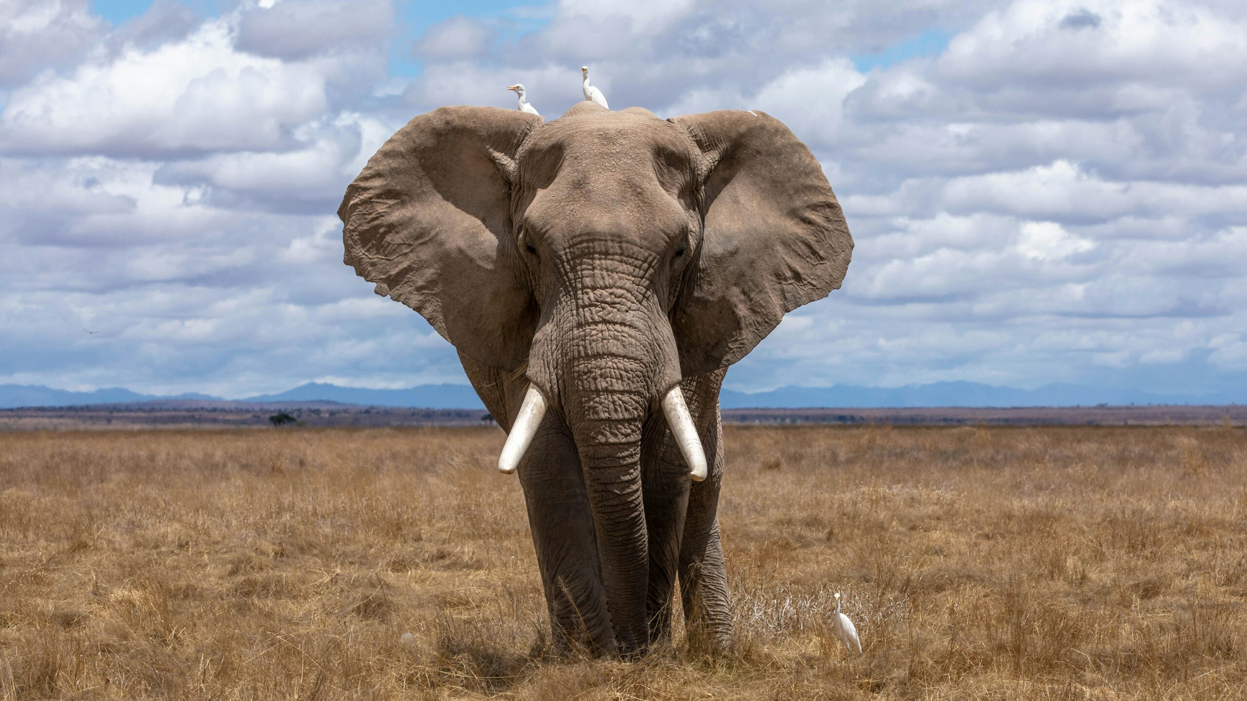 The elephant and invisible chains