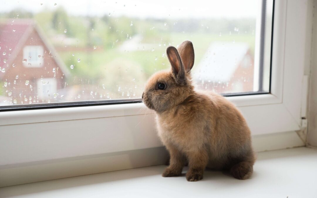 Luck of the Rabbit
