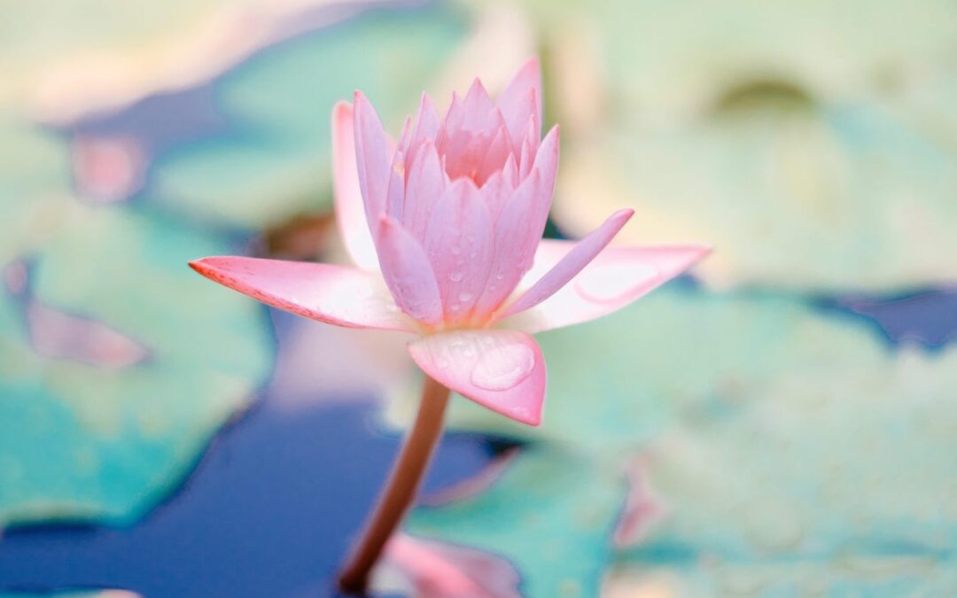 The Power of Meditation and Mindfulness for Kids